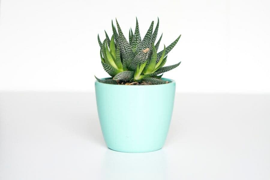 Ceramic Pot